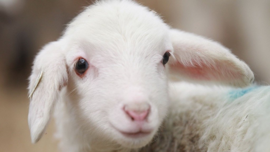 cute-lamb