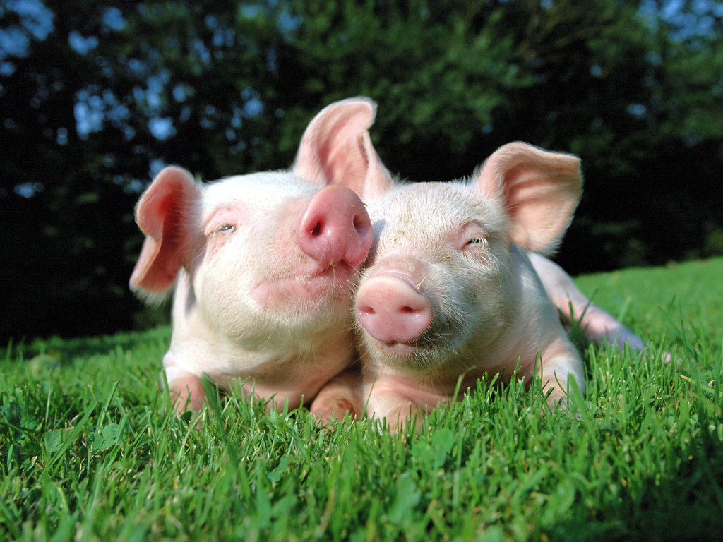 cute-pigs