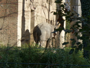 Elephant in Berlin