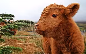cow-for-leah