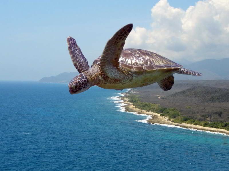 flying-turtle