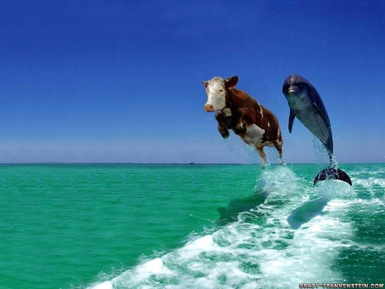 flying-cow