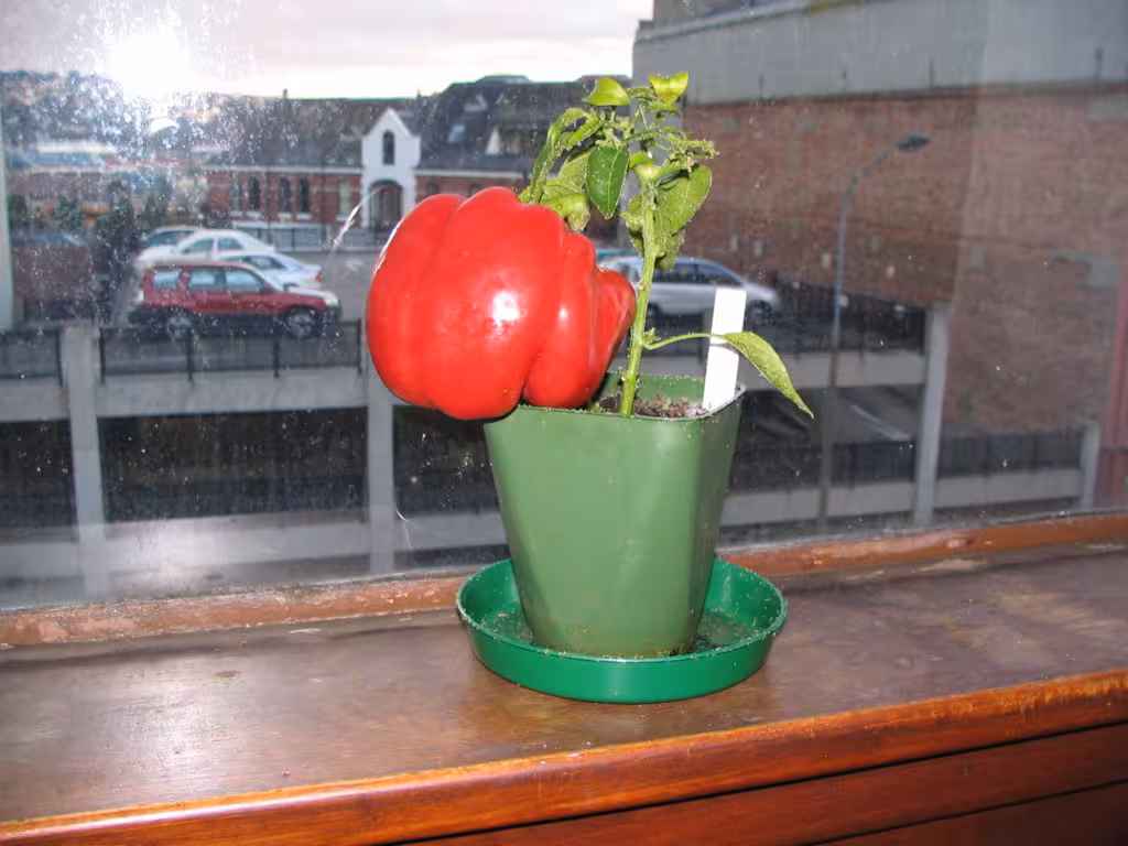 Capsicum plant